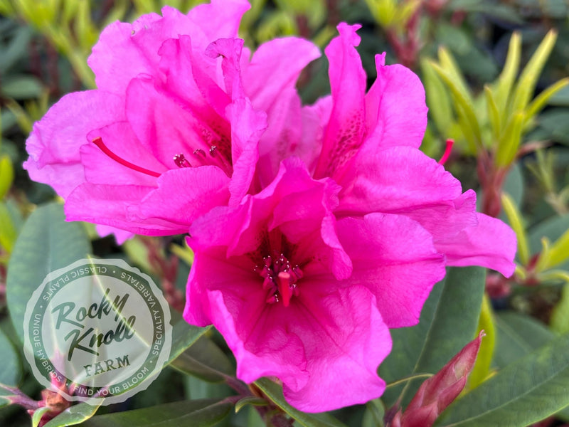 Creole Belle plant from Rocky Knoll Farm