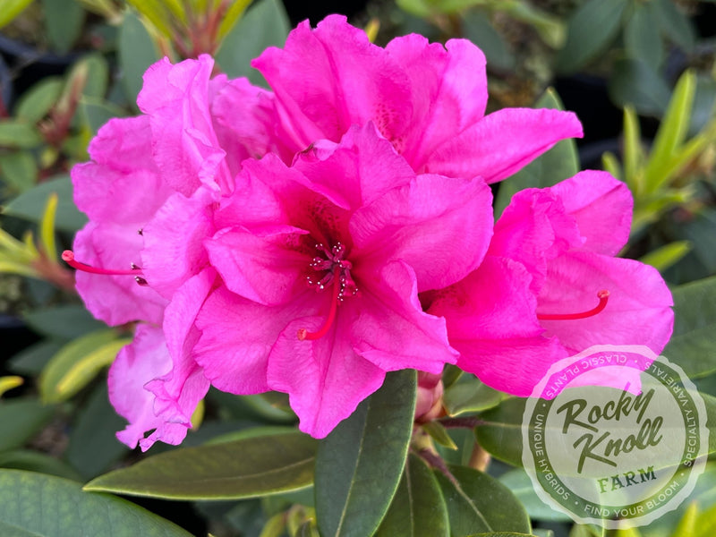 Creole Belle plant from Rocky Knoll Farm