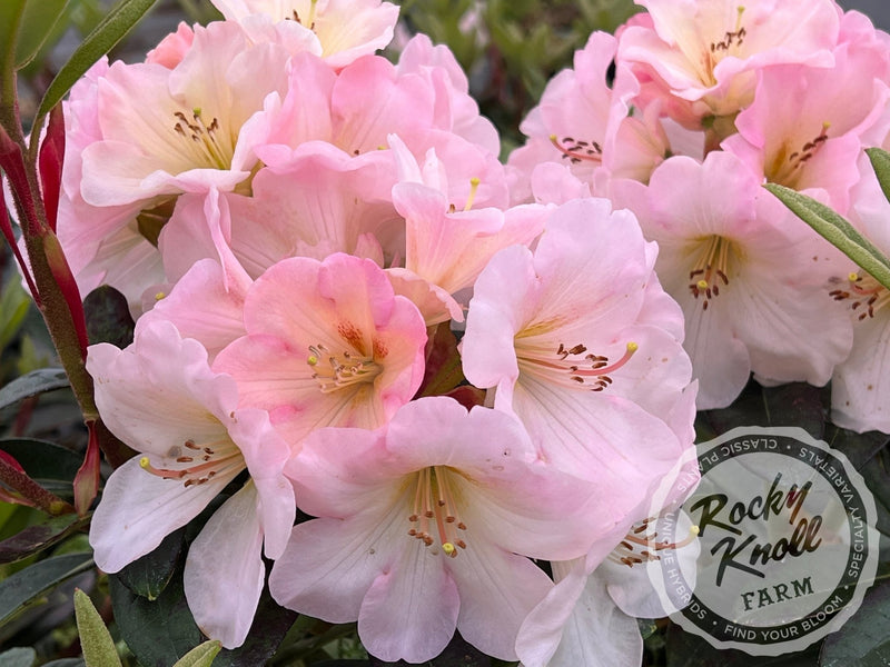 Nadia plant from Rocky Knoll Farm