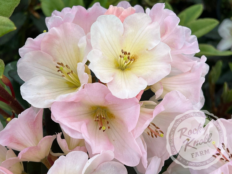 Nadia plant from Rocky Knoll Farm