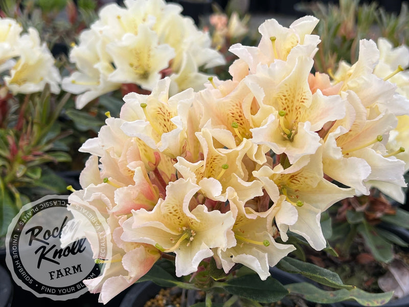 Glowing Gold plant from Rocky Knoll Farm