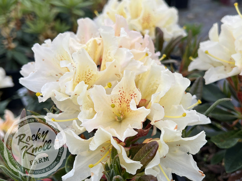 Glowing Gold plant from Rocky Knoll Farm