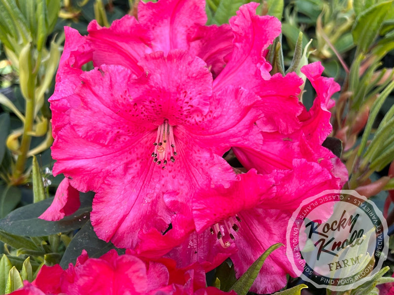 Halfdan Lem plant from Rocky Knoll Farm