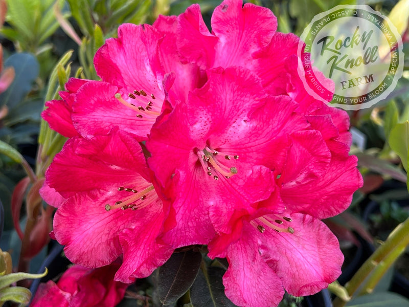 Halfdan Lem plant from Rocky Knoll Farm