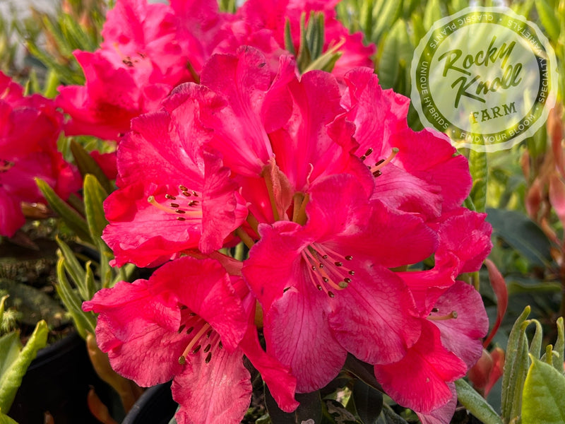 Halfdan Lem plant from Rocky Knoll Farm