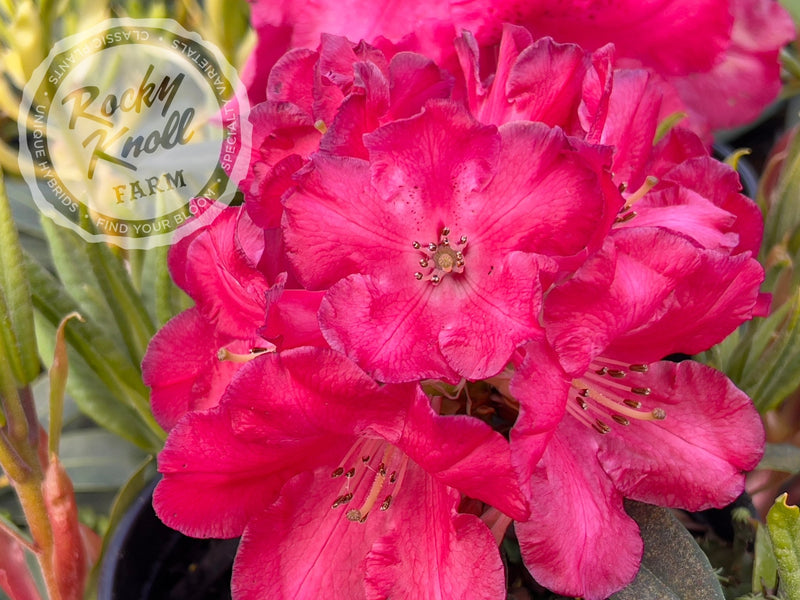Halfdan Lem plant from Rocky Knoll Farm