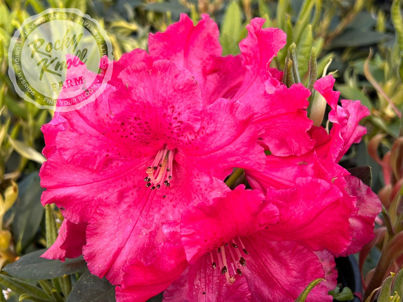 Halfdan Lem plant from Rocky Knoll Farm