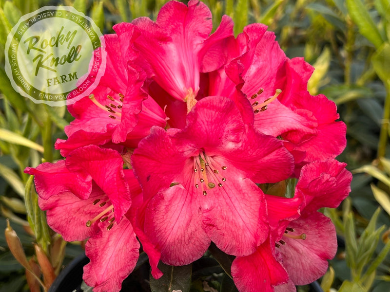 Halfdan Lem plant from Rocky Knoll Farm