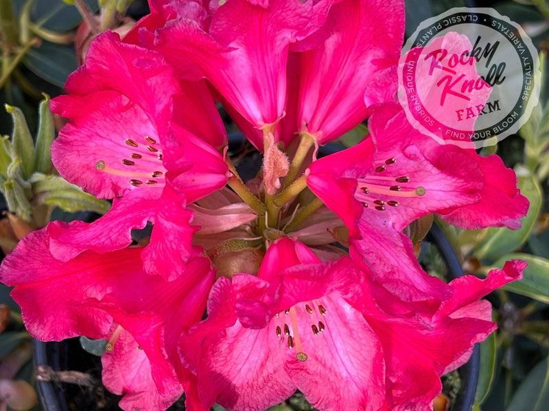 Halfdan Lem plant from Rocky Knoll Farm
