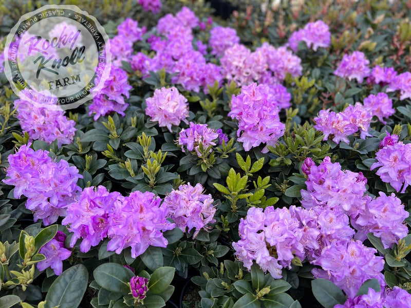 Minnetonka plant from Rocky Knoll Farm