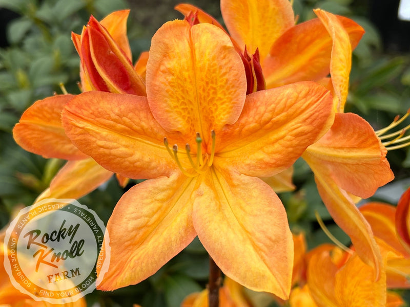 Arneson Gem plant from Rocky Knoll Farm