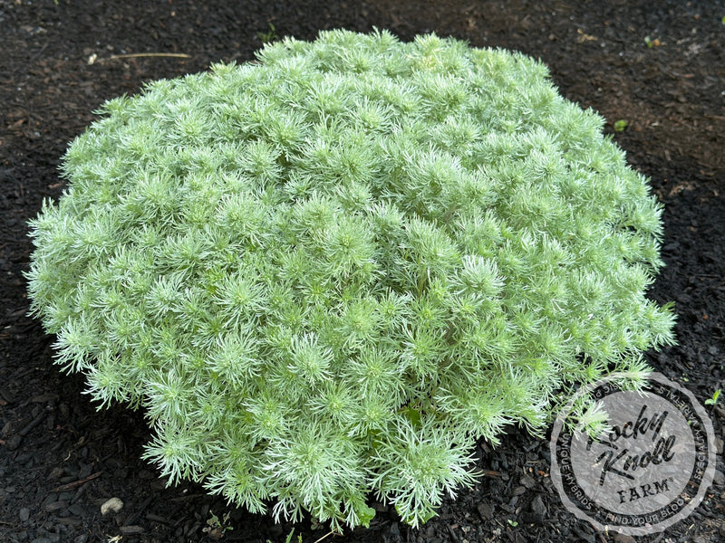 Artemisia Silver Mound plant from Rocky Knoll Farm