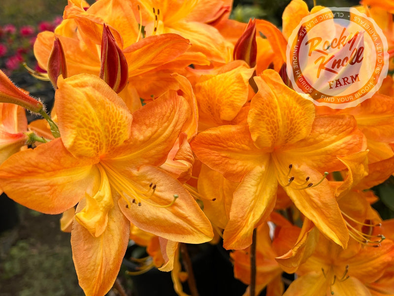 Arneson Gem plant from Rocky Knoll Farm
