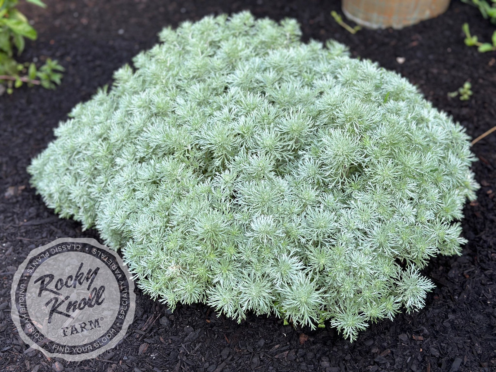 モスアゲート 苔瑪瑙 フェアリームーン⭐︎ スタンド付き♡ Artemisia Silver Mound - Rocky Knoll Farm