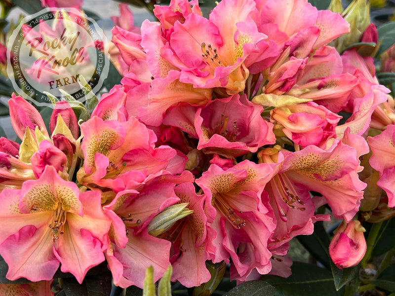 Circus plant from Rocky Knoll Farm