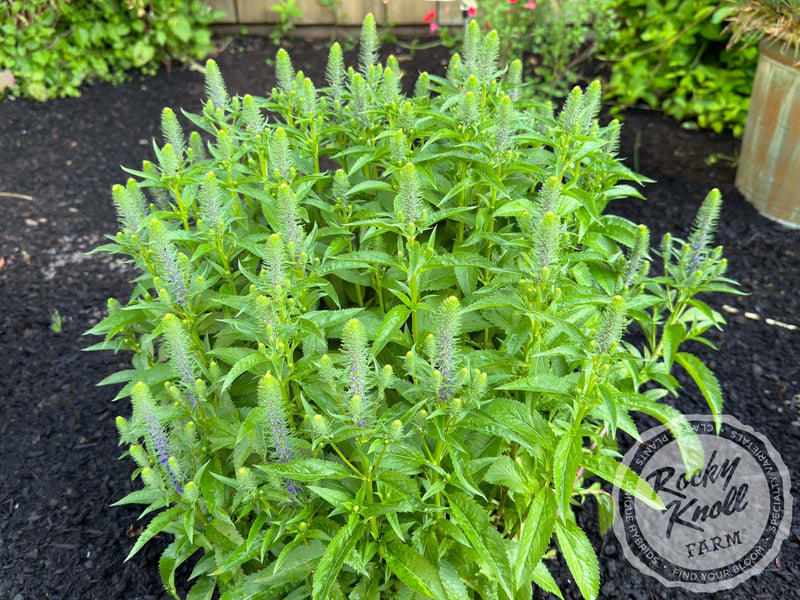 Veronica spicata 'Royal Candles' plant from Rocky Knoll Farm