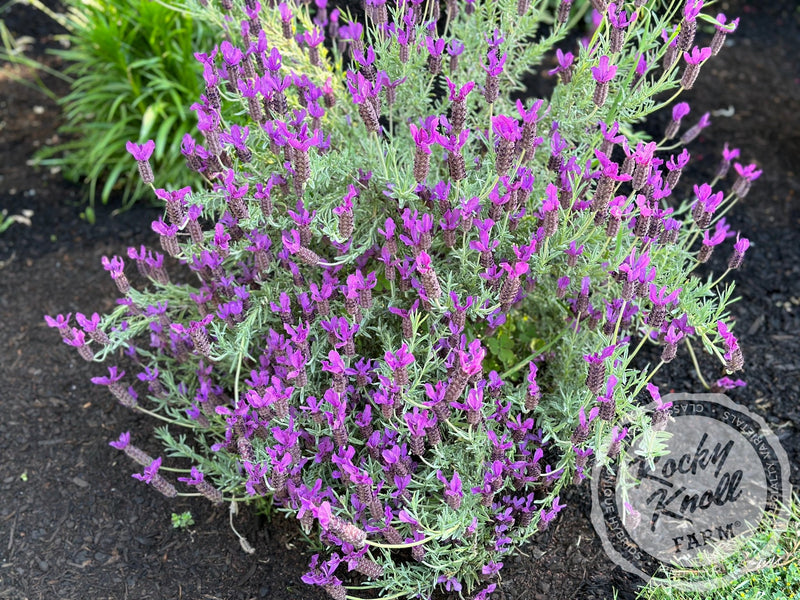 Otto Quast Spanish Lavender plant from Rocky Knoll Farm