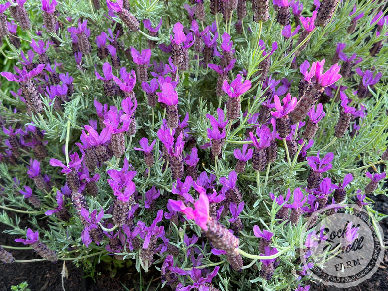 Otto Quast Spanish Lavender plant from Rocky Knoll Farm