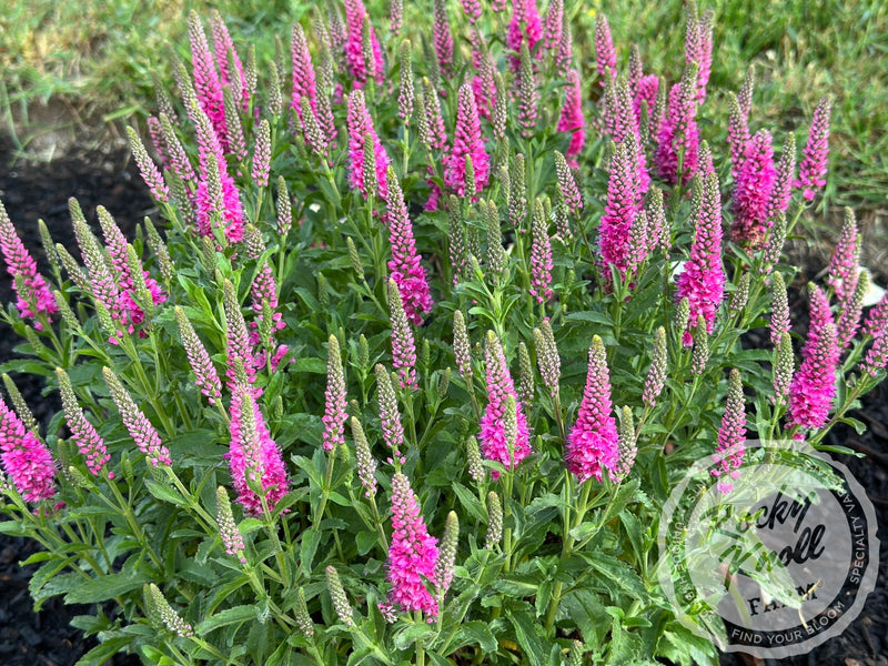 Veronica spicata 'Bubblegum Candles' plant from Rocky Knoll Farm