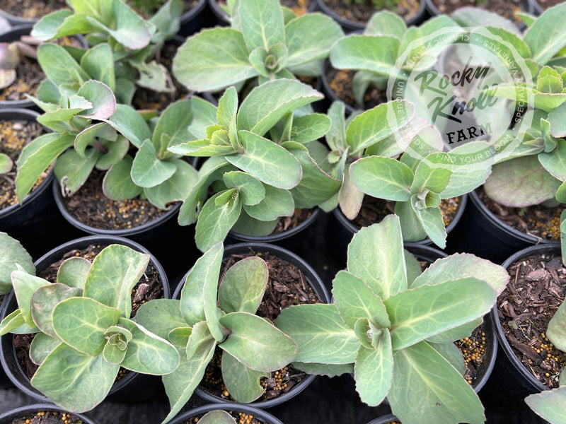 Sedum Matrona plant from Rocky Knoll Farm