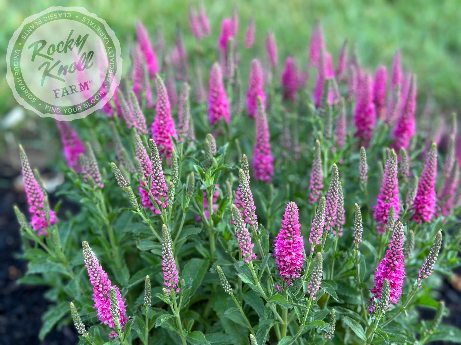 Veronica spicata 'Bubblegum Candles' - Rocky Knoll Farm