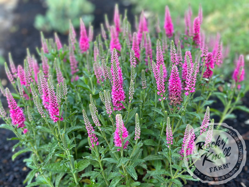 Veronica spicata 'Bubblegum Candles' plant from Rocky Knoll Farm