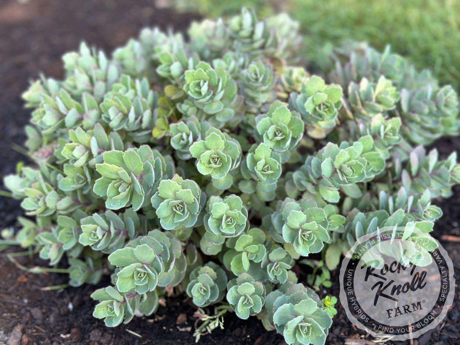 widrim succulent Sedum Vera Jameson