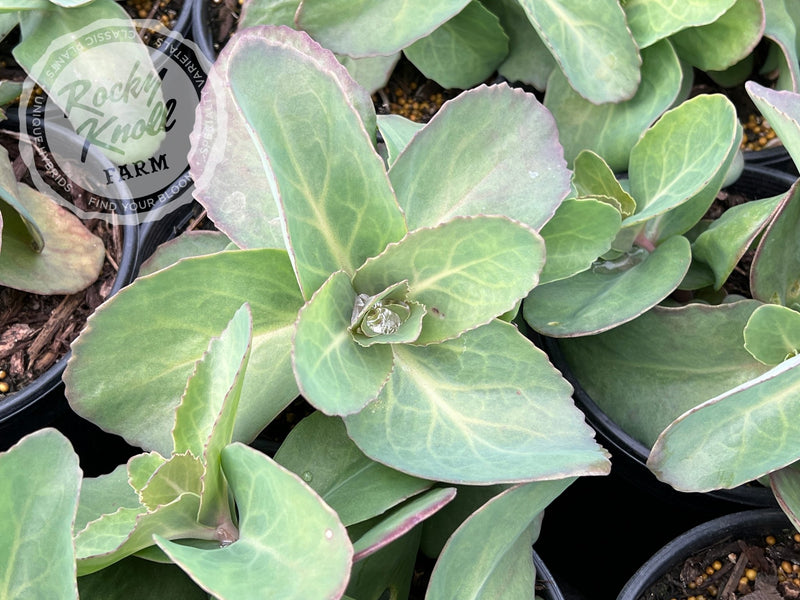 Sedum Matrona plant from Rocky Knoll Farm