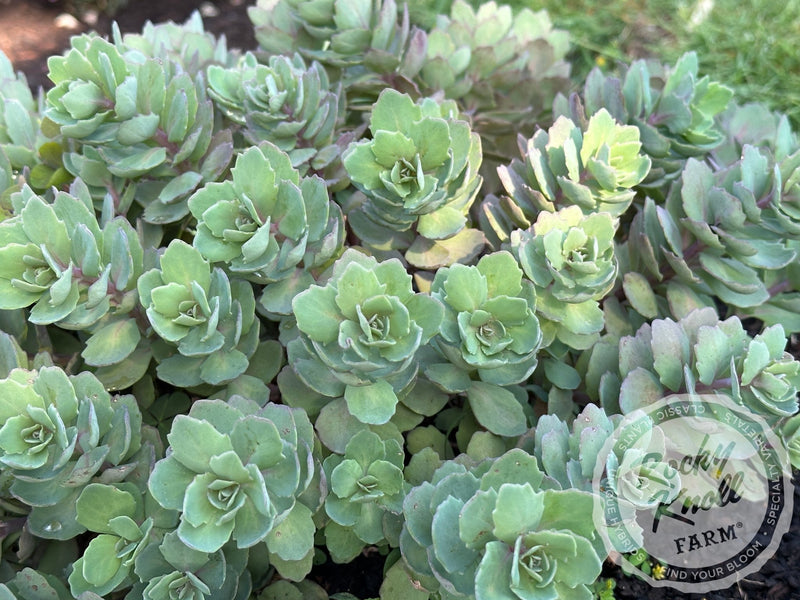 Sedum Vera Jameson plant from Rocky Knoll Farm