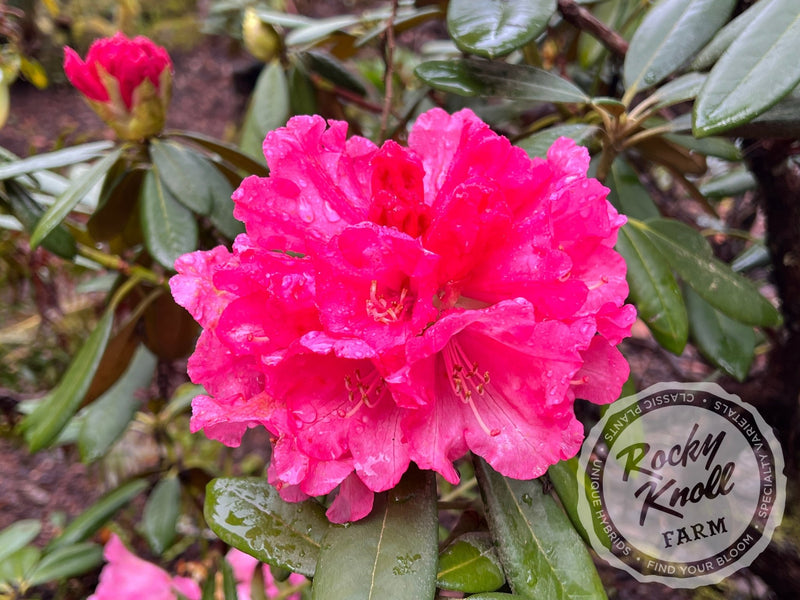 Noyo Brave plant from Rocky Knoll Farm