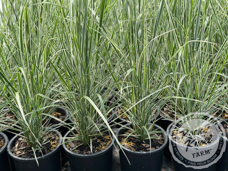 Calamagrostis x acutiflora 'Overdam' plant from Rocky Knoll Farm