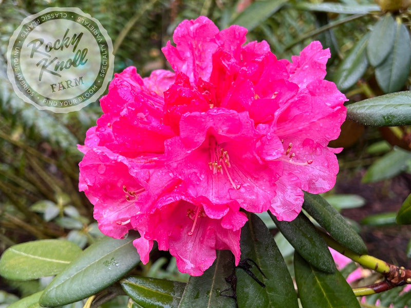 Noyo Brave plant from Rocky Knoll Farm