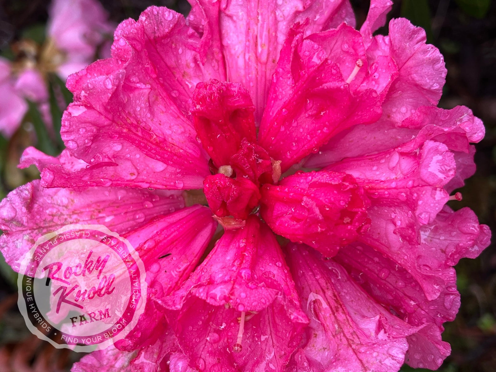 フラワーベース JUNO ジュノ グリーン  nuutajarvi Noyo Brave - Rocky Knoll Farm