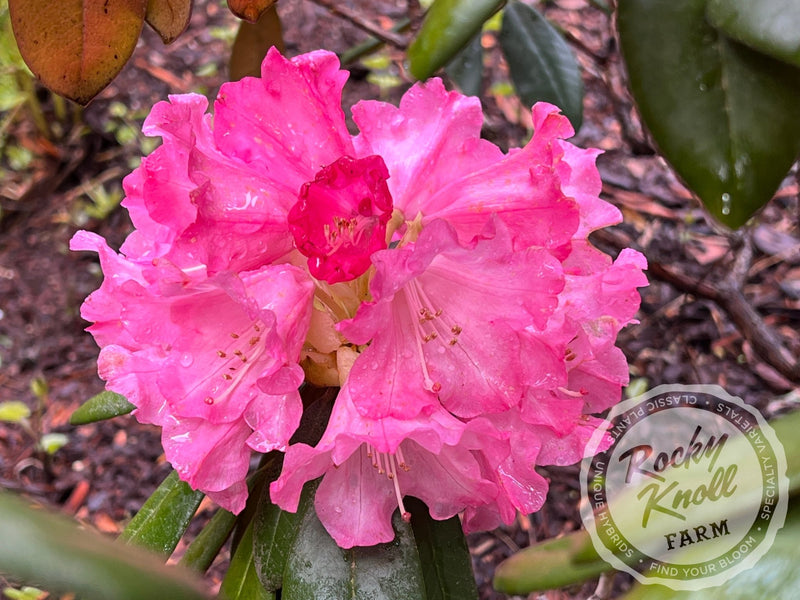 Noyo Brave plant from Rocky Knoll Farm
