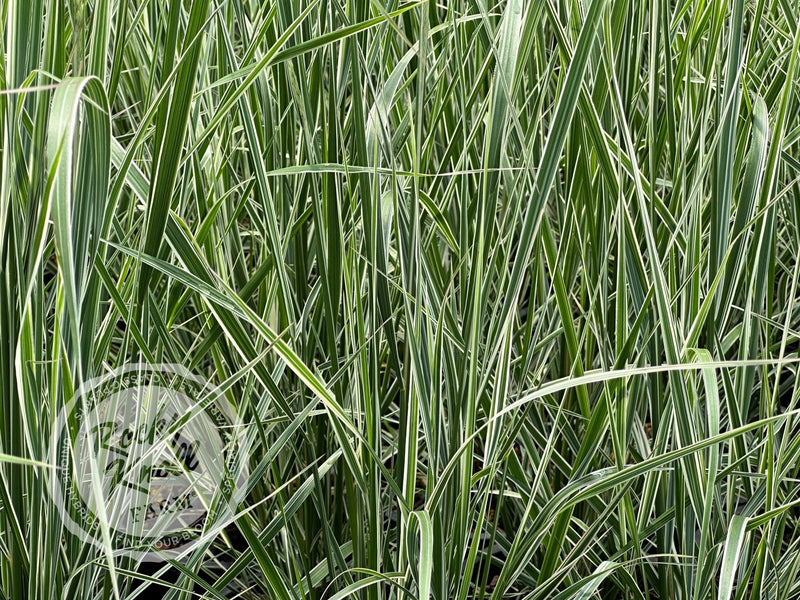 Calamagrostis x acutiflora 'Overdam' plant from Rocky Knoll Farm