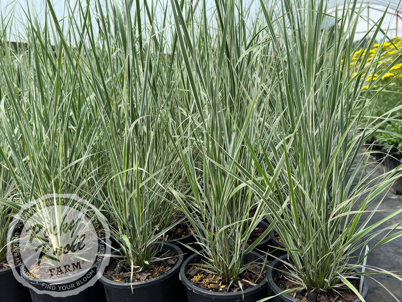 Calamagrostis x acutiflora 'Overdam' plant from Rocky Knoll Farm