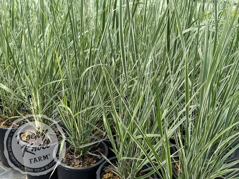 Calamagrostis x acutiflora 'Overdam' plant from Rocky Knoll Farm