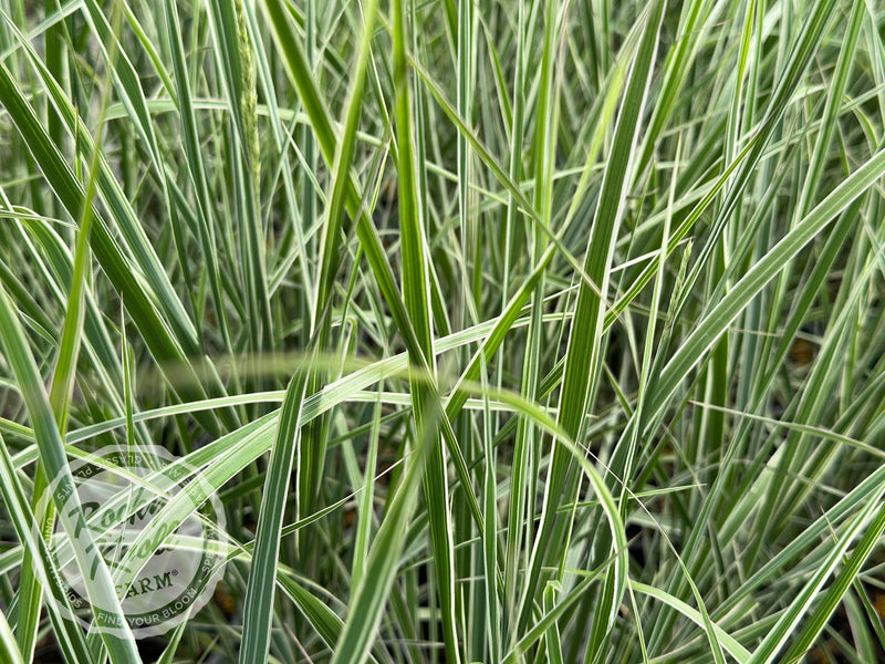 Calamagrostis x acutiflora 'Overdam' plant from Rocky Knoll Farm
