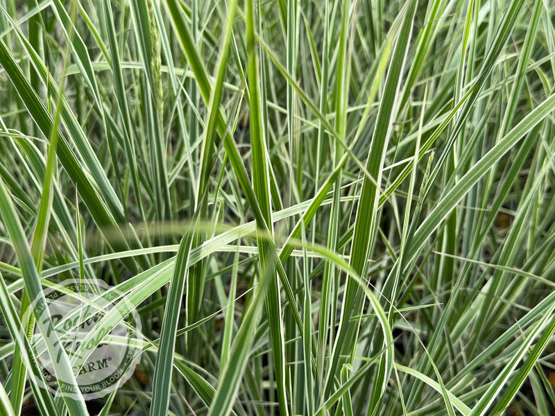 Calamagrostis x acutiflora 'Overdam' plant from Rocky Knoll Farm