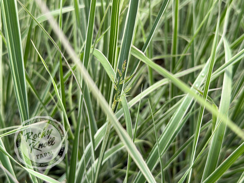 Calamagrostis x acutiflora 'Overdam' plant from Rocky Knoll Farm