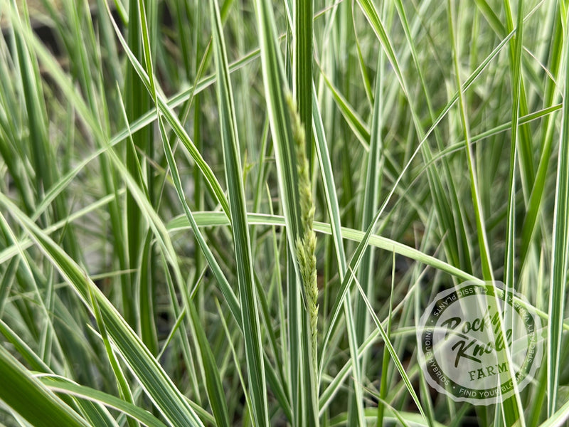 Calamagrostis x acutiflora 'Overdam' plant from Rocky Knoll Farm