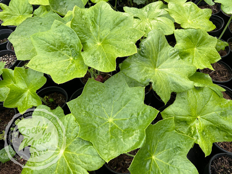 Podophyllum pleianthum plant from Rocky Knoll Farm