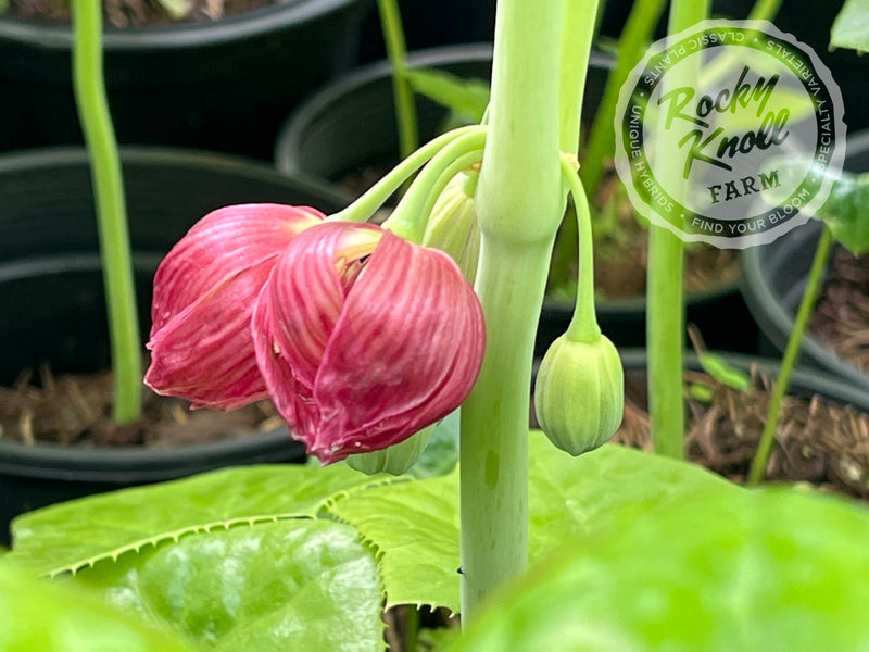 Podophyllum pleianthum plant from Rocky Knoll Farm