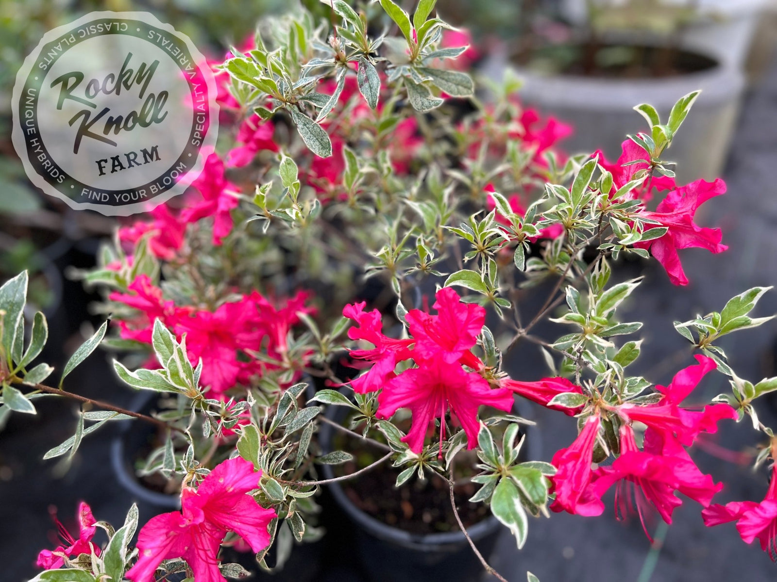 Silver Sword azalea