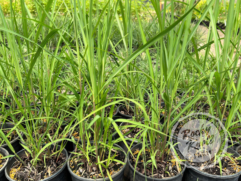 Miscanthus 'Purpurascens' Flame Grass plant from Rocky Knoll Farm