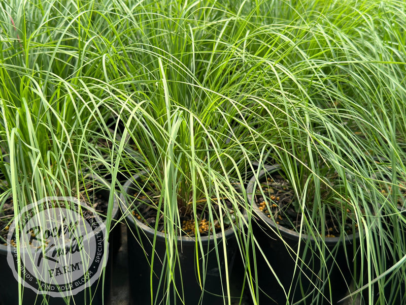 Ruby Muhly Grass Undaunted® - Muhlenbergia reverchonii plant from Rocky Knoll Farm