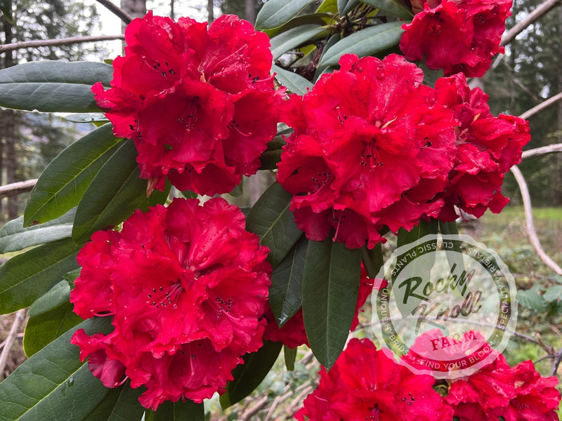 Grace Seabrook plant from Rocky Knoll Farm