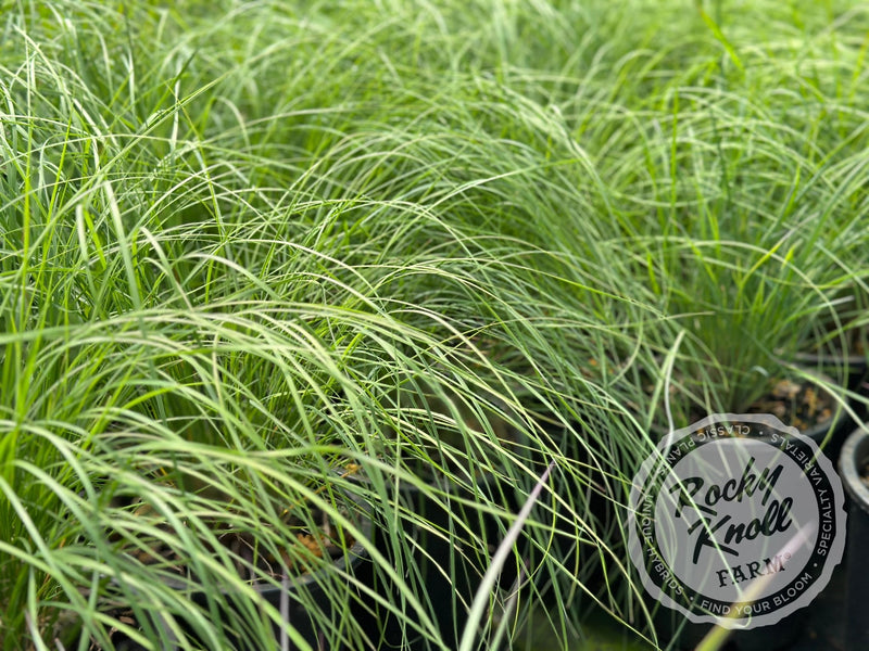 Ruby Muhly Grass Undaunted® - Muhlenbergia reverchonii plant from Rocky Knoll Farm