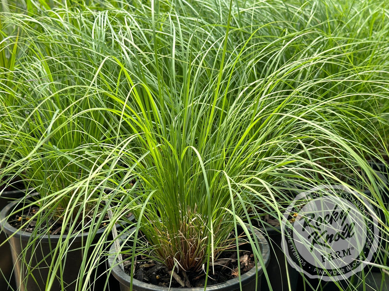 Ruby Muhly Grass Undaunted® - Muhlenbergia reverchonii - Rocky Knoll Farm
