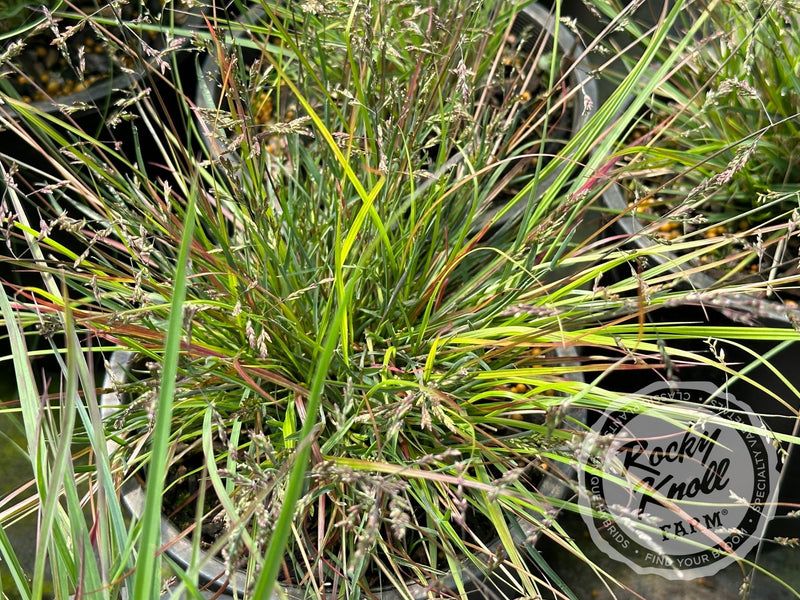 Prairie Blues (Schizachyrium scoparium) plant from Rocky Knoll Farm
